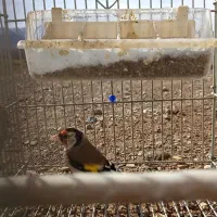 سهره|پرنده|کنگاور, |دیوار