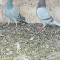 کبوتر رنگی ماده پیازی|پرنده|برازجان, |دیوار