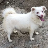 سگ اشپیتز|سگ|شیراز, بید زرد|دیوار