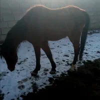 اسب نریون سرخ|اسب و تجهیزات اسب‌سواری|نیشابور, شهید بهشتی|دیوار