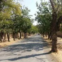 ۱۶۰۰ متر / باغ آلو در چهچه