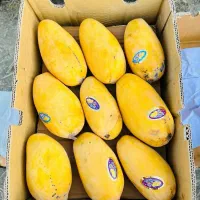 آب زرشک انار انبه آلوبخارا زغال اخته آبمیوه طبیعی|عمدهفروشی|تهران, صادقیه|دیوار