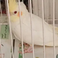 دو تا جوجه عروس هلندی چشم شرابی خوشگل