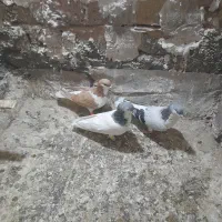 پیداشده|حیوانات|سبزوار, شرق کال میانی|دیوار