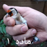 سهره نر و ماده