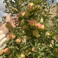 ارائه نهال سیب رندرز شیرین و پربار|خدمات باغبانی و درختکاری|جوانرود, |دیوار