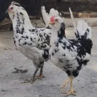 تخم گلین تازه