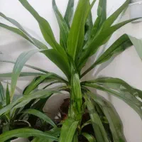 گل ذرتی گل طبیعی