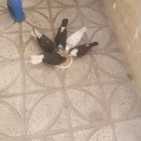 پنچ کبوتر سهتاش نر دوتاماده