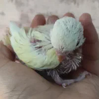 طوطی برزیلی