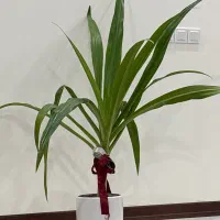 گلدان طبیعی دراسنا