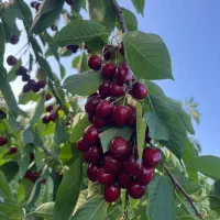 باغچه-بادام-و-گردو-و-میوه