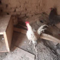 مرغ وخروس سرحال تخم گذار|حیوانات مزرعه|سردرود, |دیوار