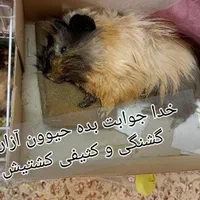 فروش خوکچه هندی اصیل بالغ و معاوضه توله|موش و خرگوش|تهران, تهرانپارس غربی|دیوار