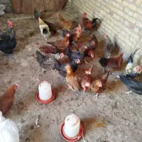 مرغ خروس جوان تاز به تخم اومدن