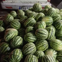 هندوانه سالم رسیده برای گاو