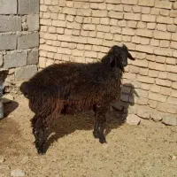 بره قوچی لری و چپش الپاین از قوچ افشارروزگاری بلند