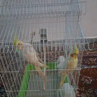 پرنده عروس هلندی