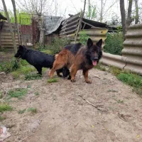 سگ ژرمن شولاین هاسکی مالاموت پیت بول|سگ|رشت, گلسار|دیوار