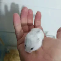 همستر مینیاتوری