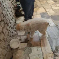 توله سگ نژاد اصیل|سگ|زاهدان, |دیوار