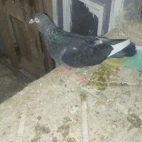 کبوتر ارزان|پرنده|مشهد, کوه سنگی|دیوار
