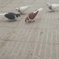 کبوتر