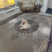 سگ پامرین|سگ|شهر ری, علایین|دیوار