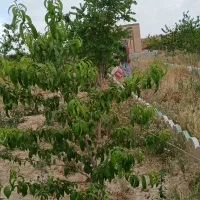 باغ باسند ملکی داخل مجتمع ونگهبانی ‌24ساعته|فروش زمین و ملک کلنگی|مشهد, درزآب|دیوار