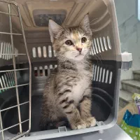 استخدام منشی کلینیک دامپزشکی