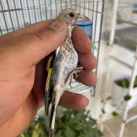 جوجه سهره نرضمانتی تعداد محدود