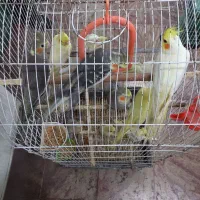 فروش عروس هلندی|پرنده|املش, |دیوار