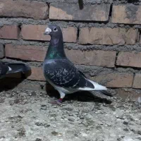 مسافتی پر غلط