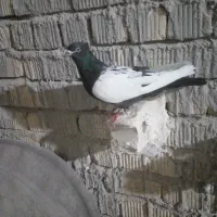 کفتر ۹ تا ماده بهبونی