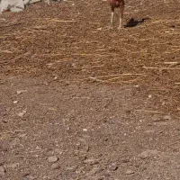 خروس لاری به همراه چند تا مرغ و جوجه لاری|حیوانات مزرعه|اردبیل, |دیوار