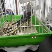 عروس هلندی سخنگو