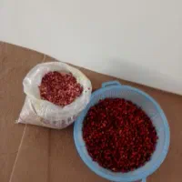 نسترن گل محمدی
