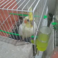 جفت لوتینو