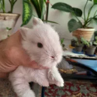 زیبا ترین نژاد بچه خرگوش نژاد ترکیبی لاین هد و لوپ|موش و خرگوش|چالوس, |دیوار