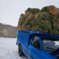 یونجه|لوازم جانبی حیوانات|خواجه, |دیوار