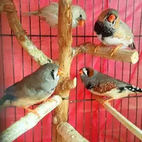 فنچ جامبو عرب فنچ گلدین فنچ کینگ|پرنده|تهران, دهقان|دیوار