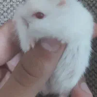 همستر کوچولو