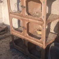 قفس کبوتر فروشی
