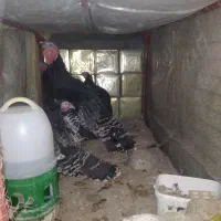 بوقلمون|حیوانات مزرعه|اردکان, |دیوار