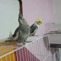 عروس هلندی فول دستی بالغ