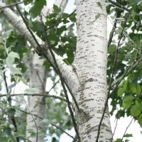 پخش نهال کبوده ۳ الی۴ متری(۱۳۰تومان)