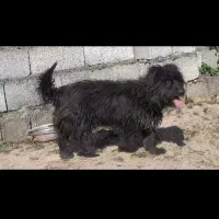 سگ پا کوتاه