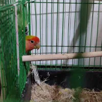 طوطی کوتوله برزیلی ۱ جفت