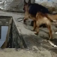 سگ ژرمن بلک ماده و نر ژرمن شیپر