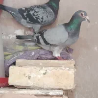 پلاکی جفت
